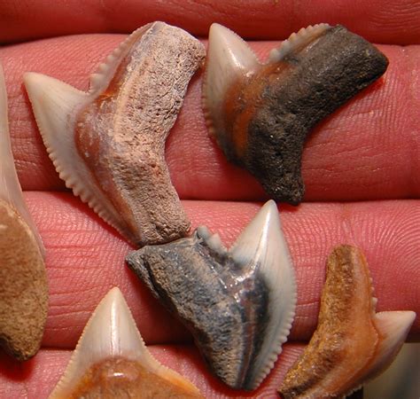 genuine shark tooth.